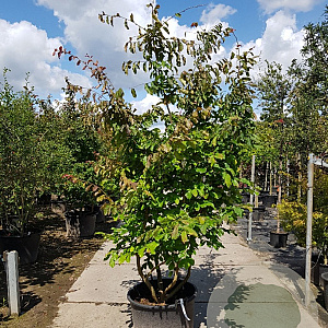Parrotia persica 250-300 cm container meerstammig extra