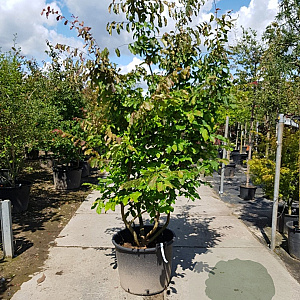 Parrotia persica 250-300 cm container meerstammig extra