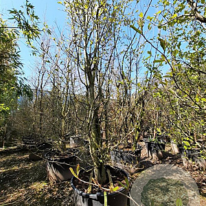 Parrotia persica 400-450 cm container
