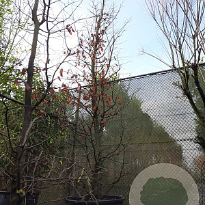 Parrotia persica 400-450 cm container