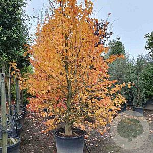Parrotia persica 400-450 cm container