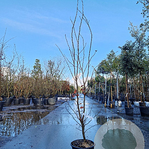 Parrotia persica 'Vanessa' 175-200 cm container meerstammig