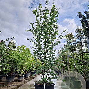 Parrotia persica 'Vanessa' 350-400 cm container extra