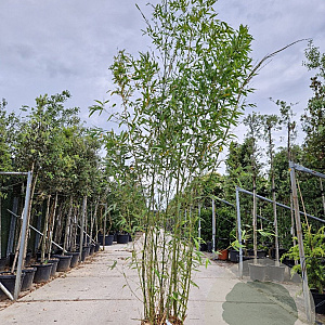 Phyllostachys aurea 250-300 cm cont. 65L