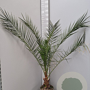 Phoenix canariensis 100-120 cm 9L