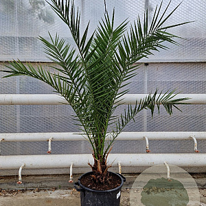 Phoenix canariensis 140-160 cm 20L