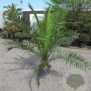 Phoenix canariensis 150-160 cm 14L piramide