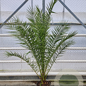 Phoenix canariensis 150-160 cm 14L piramide