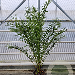 Phoenix canariensis 150-160 cm 14L piramide
