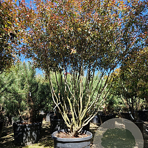 Photinia fraseri 'Robusta Compacta' 250-300 cm cont. 150L Parasol