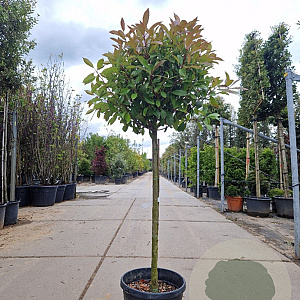 Photinia fraseri 'Red Robin' 100 cm stam container 60-80 bol