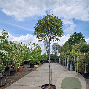 Photinia fraseri 'Red Robin' 120 cm stam container bol 50-60