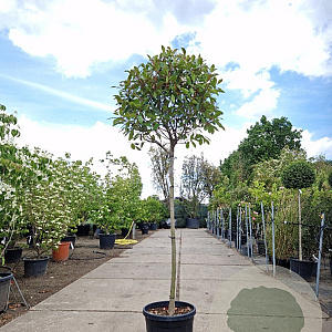 Photinia fraseri 'Red Robin' 120 cm stam container bol 50-60
