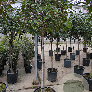 Photinia fraseri 'Red Robin' 120 cm stam container bol 50-60