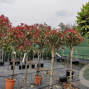 Photinia fraseri 'Red Robin' 120 cm stam container bol 50-60