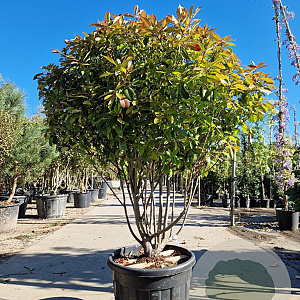 Photinia fraseri 'Red Robin' 125-150 cm cont. 95L