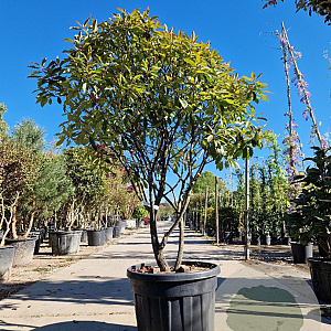Photinia fraseri 'Red Robin' 150-175 cm cont. 95L paraplu
