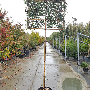 Photinia fraseri 'Red Robin' 160 cm stam container 10-12 lei 150x120