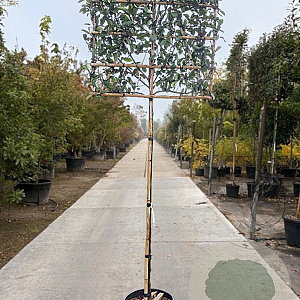 Photinia fraseri 'Red Robin' 160 cm stam container 10-12 lei 150x120