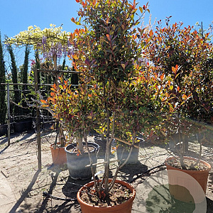 Photinia fraseri 'Red Robin' 175-200 cm cont. 70L paraplu