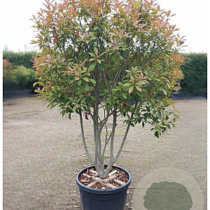 Photinia fraseri 'Red Robin' 175-200 cm cont. 95L