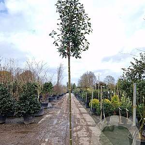 Photinia fraseri 'Red Robin' 180 cm stam 35L