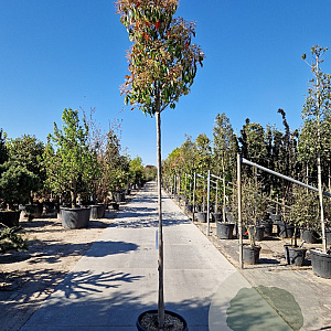 Photinia fraseri 'Red Robin' 180 cm stam 45L 8-10