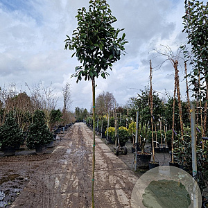 Photinia fraseri 'Red Robin' 200 cm stam 30L 8-10