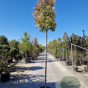 Photinia fraseri 'Red Robin' 200 cm stam 45L 10-12
