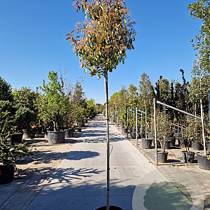 Photinia fraseri 'Red Robin' 200 cm stam 45L 8-10