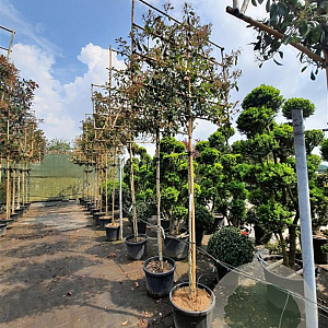 Photinia fraseri 'Red Robin' 200 cm stam container 8-10 lei 150x120