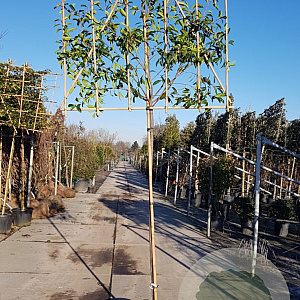 Photinia fraseri 'Red Robin' 200 cm stam container 8-10 lei 150x120