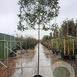 Photinia fraseri 'Red Robin' 200 cm stam container 8-10 lei 150x120