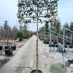 Photinia fraseri 'Red Robin' 200 cm stam container 8-10 lei 150x120