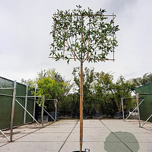 Photinia fraseri 'Red Robin' 200 cm stam container 8-10 lei 150x120