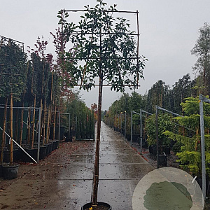 Photinia fraseri 'Red Robin' 200 cm stam container 18-20 lei 150x120