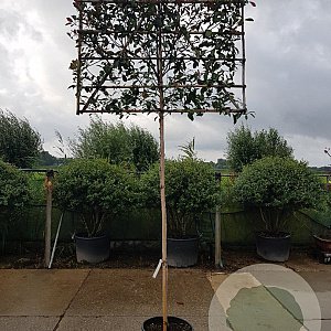 Photinia fraseri 'Red Robin' 200 cm stam container 18-20 lei 150x120