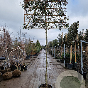 Photinia fraseri 'Red Robin' 200 cm stam container 12-14