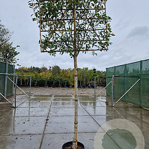Photinia fraseri 'Red Robin' 200 cm stam container 12-14