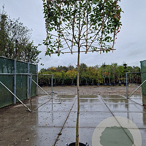 Photinia fraseri 'Red Robin' 200 cm stam container 12-14
