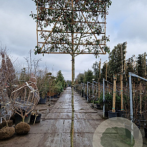 Photinia fraseri 'Red Robin' 200 cm stam container 12-14