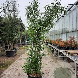 Phyllostachys nigra 200-250 cm container meerstammig