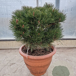 Pinus nigra Brepo 50-60 cm container bol