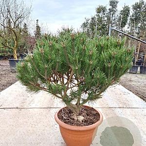 Pinus nigra Brepo 70-80 cm container paraplu