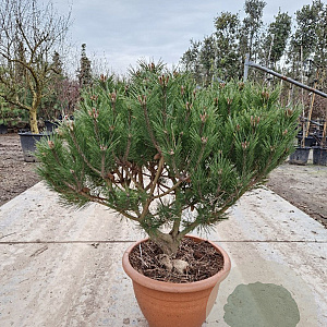 Pinus nigra Brepo 70-80 cm container paraplu