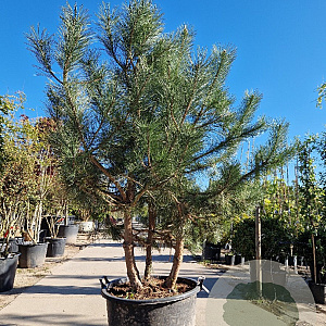 Pinus nigra 200-250 cm container meerstammig extra