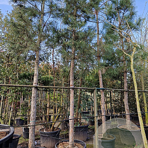 Pinus nigra nigra 210 cm stam container 25-30