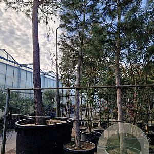 Pinus nigra nigra 210 cm stam container 30-35