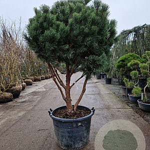 Pinus sylv. 'Watereri' 140-160 cm container paraplu extra