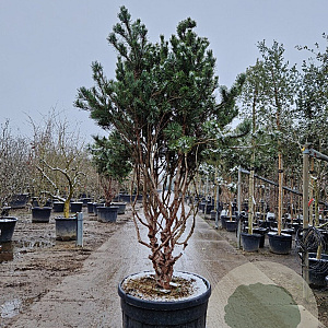Pinus sylv. 'Watereri' 175-200 cm cont. 175L piramide